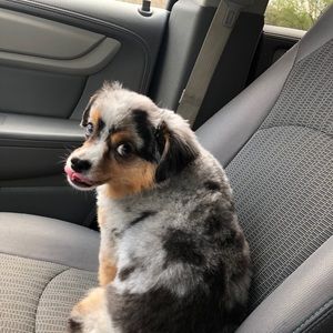 Meet your Posher, Bella